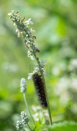 Die Raupe einer Salvia-Motte (Estigmene acrea) ernährt sich von Salvia-Blüten
