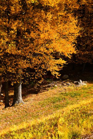 Foto de Follaje otoñal en el Harriman State Park, NY, EE.UU. Día soleado y clima cálido en octubre. - Imagen libre de derechos