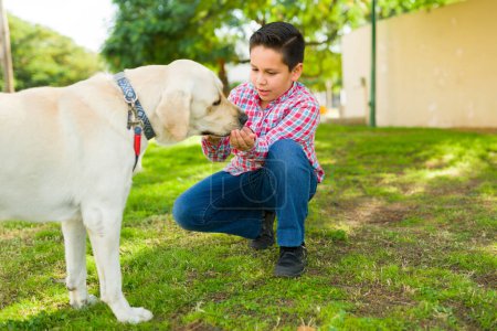 Téléchargez les photos : Jeune garçon hispanique donnant un régal à son chien labrador jaune adorable après avoir fait des tours et jouer à l'extérieur - en image libre de droit