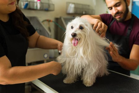 Téléchargez les photos : Gros plan d'un bel animal de compagnie maltais blanc avec deux toiletteurs pour chiens qui ont l'air heureux de couper et de couper ses cheveux - en image libre de droit