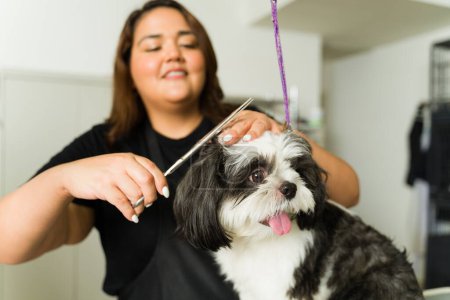 Téléchargez les photos : Joyeux toiletteur animal souriant tout en donnant une coupe de cheveux à un adorable chien shih tzu mignon au spa canin après une baignoire - en image libre de droit