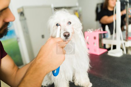 Foto de Peluquero de mascotas limpiando los ojos crujientes de un hermoso perro maltés después de un baño y corte de pelo en el spa del perro - Imagen libre de derechos