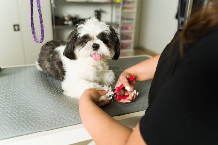 Téléchargez les photos : Femme toiletteur animal de compagnie coupe les ongles d'un adorable shih tzu heureux en profitant de couper ses cheveux au spa - en image libre de droit
