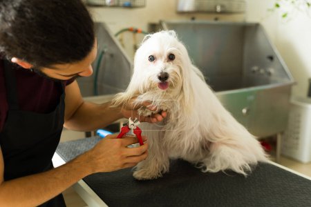 Téléchargez les photos : Mignon chien maltais à la boutique spa toilettage tandis que le toiletteur animal se coupe les ongles après avoir obtenu une coupe de cheveux - en image libre de droit