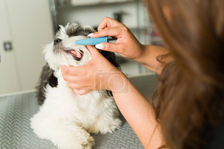 Photo for Professional pet groomer checking the teeth of a healthy adorable shih tzu dog at the grooming pet spa - Royalty Free Image