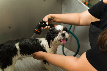 Photo for Adorable shih tzu dog getting a bath and haircut at the grooming shop looking happy and relaxed - Royalty Free Image
