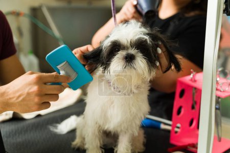 Photo for Adorable beautiful shih tzu dog getting grooming services at the spa while pet groomers brushing his hair - Royalty Free Image