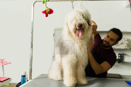 Téléchargez les photos : Adorable beau chien de bobtail au spa pour animaux de compagnie pour une baignoire et une coupe de cheveux d'un toiletteur professionnel - en image libre de droit