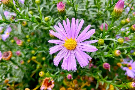 Photo for Close-up of the purple aster in the garden after the rain - Royalty Free Image