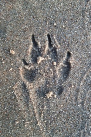 Foto de En la arena o la tierra hay un rastro de un animal. Contexto - Imagen libre de derechos