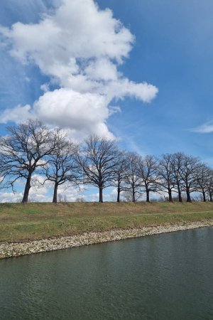 Photo for View of the trees on the riverbank on a sunny spring day - Royalty Free Image