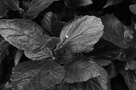 Téléchargez les photos : Photo en noir et blanc. Contexte des fleurs et des plantes. La texture de la fleur - en image libre de droit