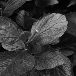 Black and white photo. Background of flowers and plants. The texture of the flower