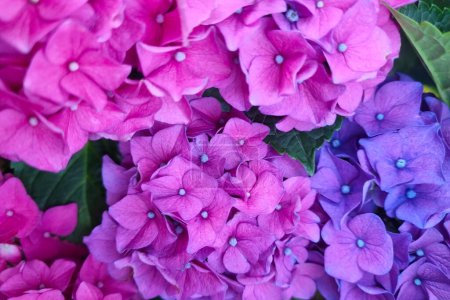 Foto de Brotes brillantes de hortensias florecientes en el jardín o el parque. Fondo de hortensias - Imagen libre de derechos