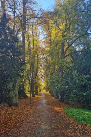 Photo for Beautiful autumn park after the rain. Trail in the park - Royalty Free Image