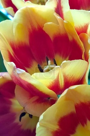 Photo for Bouquet of bright blooming tulip flowers in spring - Royalty Free Image