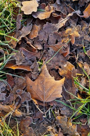 Photo for Fallen frozen leaves in green grass. Autumn background - Royalty Free Image