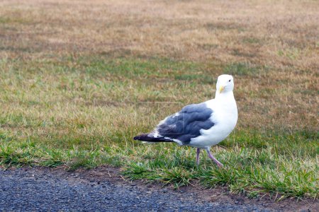 Photo for A beautiful sea gull walks on the grass - Royalty Free Image
