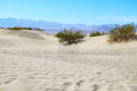 Téléchargez les photos : Empreintes dans le sable dans les dunes de sable en Amérique - en image libre de droit