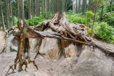 Foto de Primer plano de las raíces de los árboles en el bosque - Imagen libre de derechos