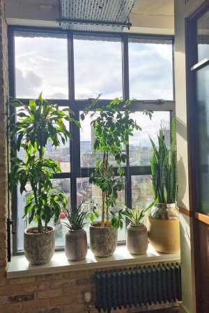 A row of various potted plants lined up neatly on top of a window sill, receiving sunlight and fresh air. The plants vary in size and type, adding a touch of greenery to the indoor space.