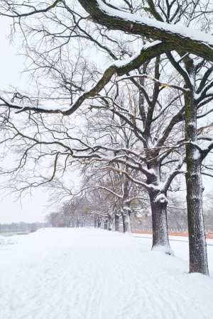 Ein Park, der in eine Schneedecke gehüllt ist, mit Bäumen und Bänken, die mit Weiß bestäubt sind. Die Szene ist ruhig und still und fängt die Schönheit des Winters in einem öffentlichen Außenraum ein.