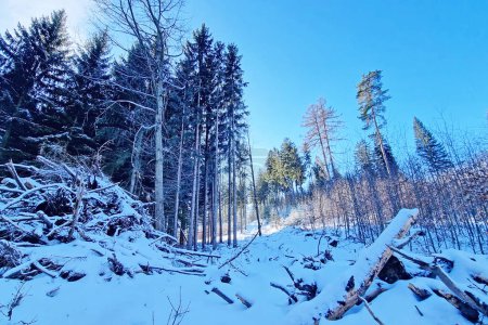 Eine dicke Schneeschicht bedeckt einen dichten Wald, zahllose Bäume stehen hoch in der Winterlandschaft. Der Schnee bedeckt den Boden und die Äste und schafft eine heitere und ruhige Szenerie.