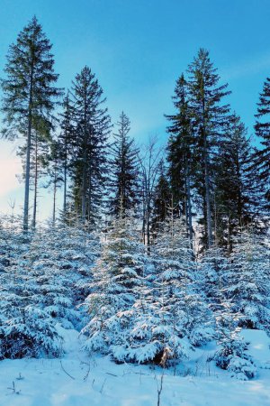 A dense forest covered in a blanket of snow, with tall trees standing closely together. The snow-laden branches create a picturesque winter scene, evoking a sense of tranquility and beauty in nature.