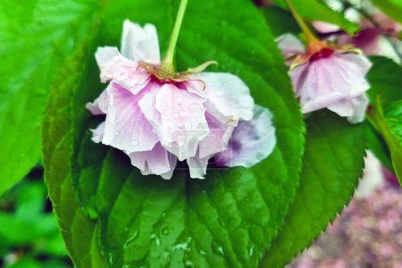 Téléchargez les photos : Des gouttes de pluie rafraîchissantes sur des fleurs de cerisier rose délicates et des feuilles vertes luxuriantes. - en image libre de droit