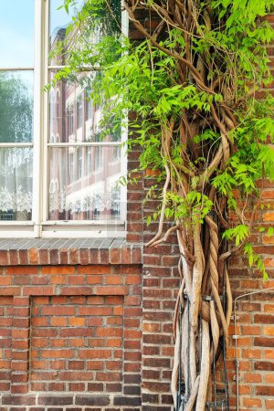 A vine intricately entwines around a metal support against a red brick wall, adjacent to large windows reflecting a cityscape. this image illustrates the blend of urban and natural elements, ideal for eco-friendly design concepts and green architectu