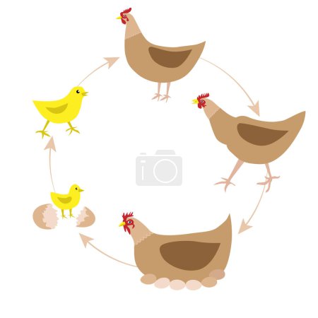 Téléchargez les illustrations : Illustration de conception vectorielle de ferme de poulet. - en licence libre de droit