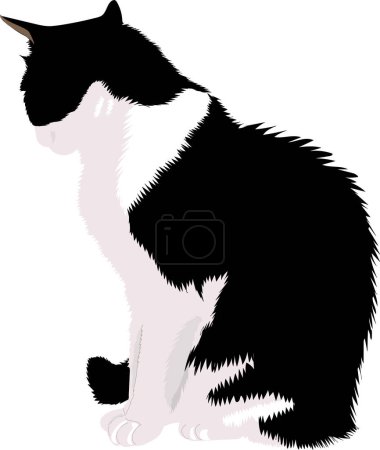 Téléchargez les illustrations : Chat noir et blanc isolé
. - en licence libre de droit