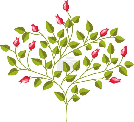 Ilustración de Planta de rosa mosqueta. Ramas de rosa mosqueta verde con frutos rojos. - Imagen libre de derechos