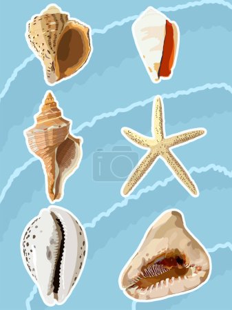 Illustration for Set of seashell stickers. Vector illustration. Photorealism seashells, mollusks, starfish. - Royalty Free Image
