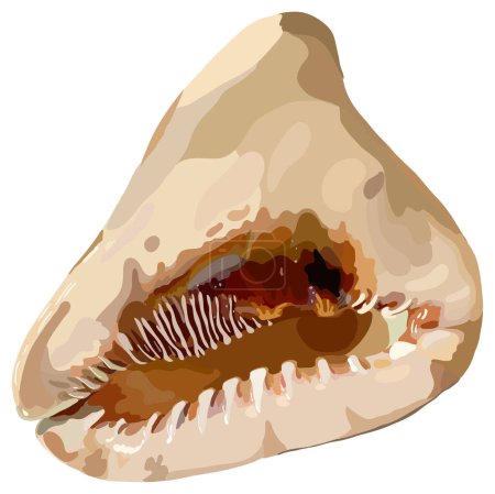 Illustration for Seashell, color drawing, realistic. Vector illustration photorealism. - Royalty Free Image