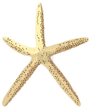 Ilustración de Estrella de mar aislada. Ilustración vectorial. Estrella de mar residente. - Imagen libre de derechos