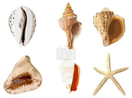 Ilustración de Conjunto de conchas marinas. Fotorrealismo vectorial. Conchas de estrellas de mar, gasterópodos - Imagen libre de derechos