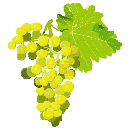 Illustration for Bunch of ripe grapes. isolated on white. vector illustration - Royalty Free Image