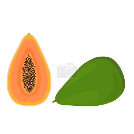 Illustration for Papaya fruit vector illustration isolated on white background. - Royalty Free Image