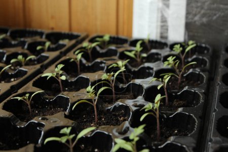 Téléchargez les photos : Roseraie de légumes. Transplantation de plants de tomates. Jeunes légumes en acajou dans des pots en plastique. - en image libre de droit