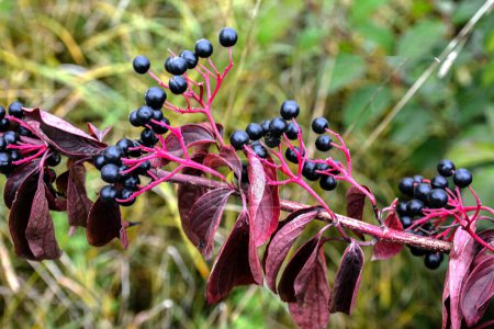 Hartriegel (Cornus sanguinea), buntes Herbstlaub.Die Beeren von cornus sanguinea reifen am Zweig des Busches.