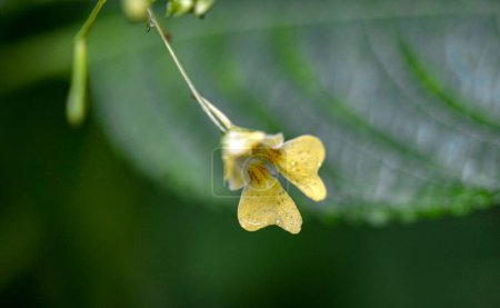 Photo for Small Balsam (Impatiens parviflora). Flower Closeup .Impatiens parviflora wild plant blossoming .Yellow flower Impatiens parviflora or small balsam close up. - Royalty Free Image