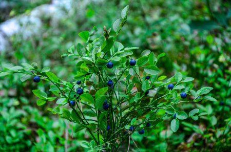 Gesunde biologische Lebensmittel - wilde Blaubeeren (Vaccinium myrtillus), die im Wald wachsen. Wilde Blaubeeren am Strauch im Wald.