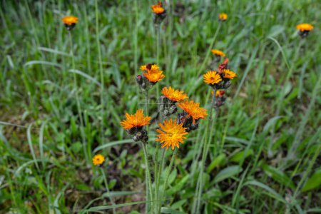 Photo for Orange Hawkweed flowers, Pilosella aurantiaca, also called Fox and cubs wildflower or Devil's Paintbrush flowers, blooming in a meadow in summertime. - Royalty Free Image