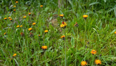 Photo for Orange Hawkweed flowers, Pilosella aurantiaca, also called Fox and cubs wildflower or Devil's Paintbrush flowers, blooming in a meadow in summertime. - Royalty Free Image