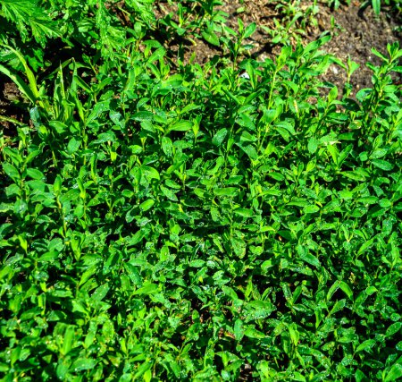 Téléchargez les photos : Polygonum aviculare. Beau fond abstrait à base de plantes de la nature. Oiseau d'asclépiade. Plante herbacée annuelle. Paysage printanier - en image libre de droit