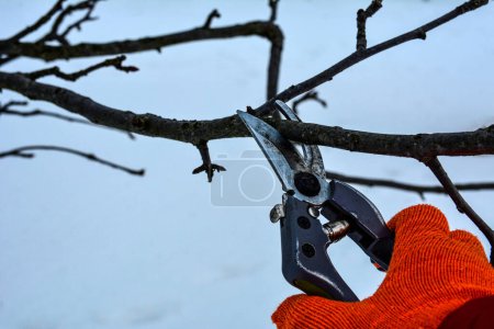 Foto de Pruning trees and shrubs .pruning branches with pruning shears. Human hands in gardening gloves hold pruner, gardener cuts dry branches without leaves. - Imagen libre de derechos
