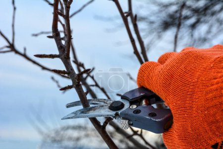 Foto de Pruning trees and shrubs .pruning branches with pruning shears. Human hands in gardening gloves hold pruner, gardener cuts dry branches without leaves. - Imagen libre de derechos