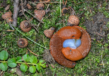 Photo for A pair of red slugs mate around a pair of eggs on the ground .The red slug (Arion rufus) copulation. Red slugs reproduction. - Royalty Free Image