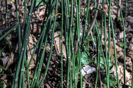 Téléchargez les photos : Equisetum hyemale tiges vertes, ressemblant à de jeunes bambous près de l'eau de l'étang de jardin. fourrés de jeunes bambous. Forêt de pousses de bambou. - en image libre de droit
